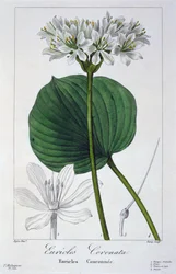 Euricles coronata, 1836